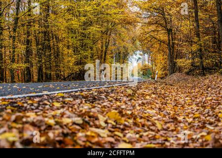 Eine kurvenreiche Straße mit lockeren Herbstblättern durch Herbstbäume in deutschland rheinland palantino. Stockfoto