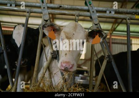 Weiße Kuh mit Anhängern in den Ohren, die im Stall stehen Moderne Kuhfarm und Heu beim Blick durch Metall essen Zaun Stockfoto