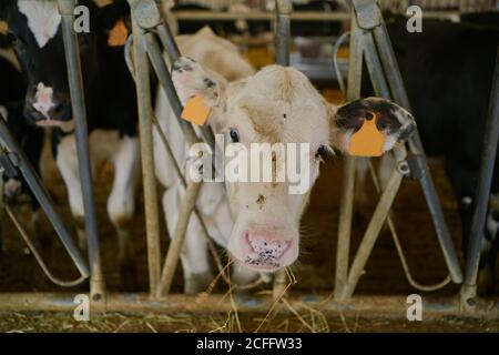 Weiße Kuh mit Anhängern in den Ohren, die im Stall stehen Moderne Kuhfarm und Heu beim Blick durch Metall essen Zaun Stockfoto