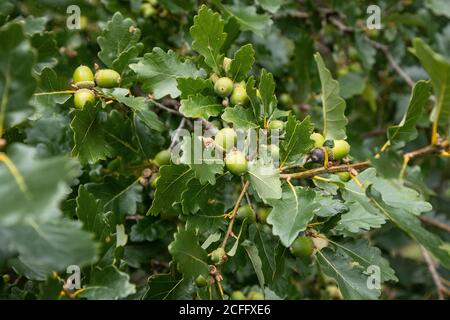 Junge Eicheln entwickeln eine englische Eiche Quercus robur bei Der Anfang des Herbstes Stockfoto