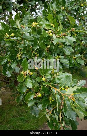 Junge Eicheln entwickeln eine englische Eiche Quercus robur bei Der Anfang des Herbstes Stockfoto