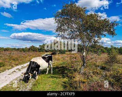 Poole, Großbritannien. September 2020. Poole, Großbritannien. Samstag, 5. September 2020. Shetland Rinder grasen auf Canford Heath in Poole, Großbritannien an einem späten Sommertag. Kredit: Thomas Faull/Alamy Live Nachrichten Stockfoto