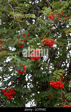 Berg Asche Sorbus domestica mit Klumpen von reifen rötlich Scharlachrote Beeren ein Liebling von Tieren und Vögeln und essbar Für Menschen Stockfoto