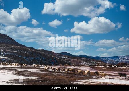 Atemberaubende Landschaft der Herde von Schafen Weiden im Hochland Tal Bedeckt mit Schnee an sonnigen Tagen in Marokko Stockfoto