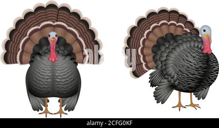 Isolierte türkei-Illustration Stock Vektor