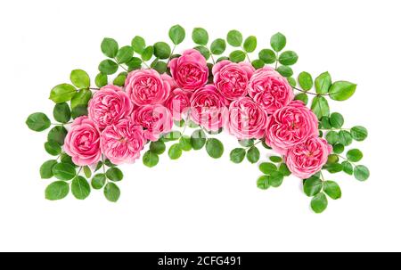 Rosa Rosen Blumen Bogen isoliert auf weißem Hintergrund. Florale botanische flach legen Stockfoto
