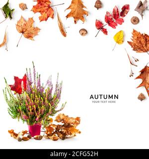 Herbstblätter und Heideblumen kreatives Layout. Blumentopf mit mehrfarbigem erica Bund, trockenen Eichenblättern, Eicheln und Ahornblatt Komposition auf weißem b Stockfoto