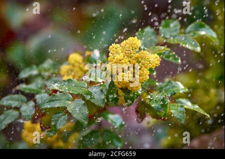 bush der gelben Mahonie im strömenden Regen Stockfoto