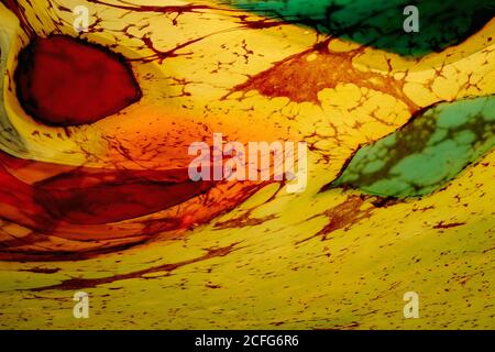 Tiefes Rot, Orangen und Grün verspritzen die geschwungene innere gelbe Oberfläche eines feinen Beispiels zeitgenössischen französischen mundgeblasenen Kunstglases, den Schatten einer Tischleuchte, die von Meister ‘souffleur de verre’ Joel Gallo in seiner Atelierwerkstatt in Vianne, Lot-et-Garonne, Nouvelle-Aquitaine, Südwestfrankreich, angefertigt wurde. Stockfoto
