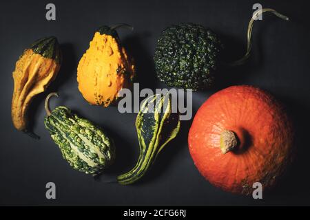 Gruppe von dekorativen Kürbissen auf dunkelschwarzem Hintergrund. Draufsicht Stockfoto