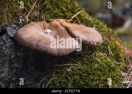 Pilze, die aus einem Baumzweig hervorgehen Stockfoto