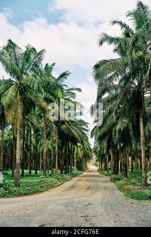 Malerische Landschaft der ländlichen Straße durch Palmenwald führt zu Meer in Costa Rica Stockfoto