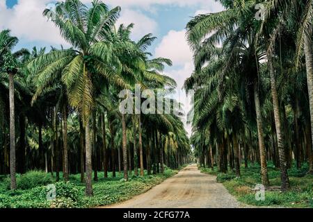 Malerische Landschaft der ländlichen Straße durch Palmenwald führt zu Meer in Costa Rica Stockfoto