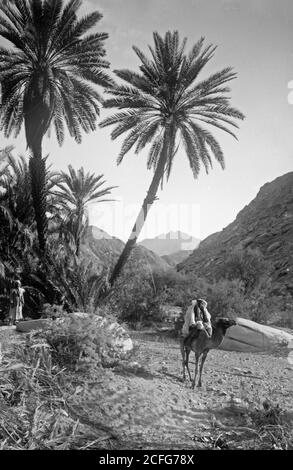 Middle East History - Sinai über das Rote Meer Tor und Wady Hebran. Malerischer Palmenhain in Wady Hebran. Stockfoto