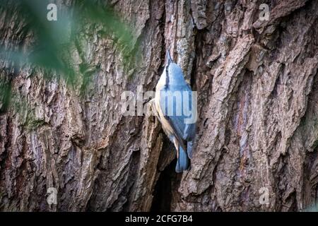 Der blaue Kleiber klettert am Baumstamm entlang Stockfoto