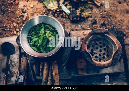 Cassia Baum, Thai Kupfer Podl in Topf zum Kochen machen Nahrung und Aroma Kraut. Stockfoto