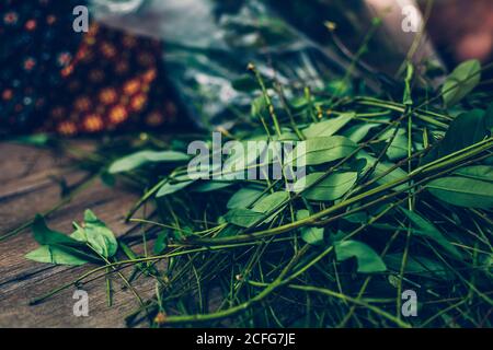 Cassia Baum, Thai Kupfer Podl in Topf zum Kochen machen Nahrung und Aroma Kraut. Stockfoto