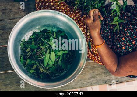 Cassia Baum, Thai Kupfer Podl in Topf zum Kochen machen Nahrung und Aroma Kraut. Stockfoto