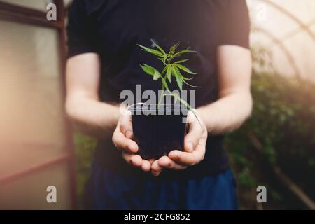 Die Hände der Landwirte halten Cannabispflanzen fest. Konzept Farm Marihuana Plantage Stockfoto