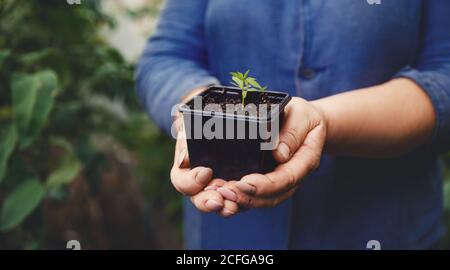 Die Hände der Landwirte halten Cannabispflanzen fest. Konzept Farm Marihuana Plantage Stockfoto