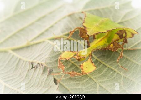 Ein junges Riesenblatt-Insekt (Phyllium giganteum) Wartet auf dem Brambleaf, das isst Stockfoto