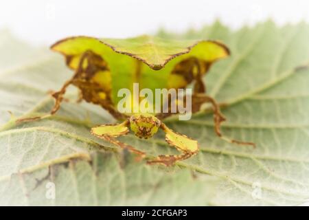 Das juvenille Riesenblatt-Insekt (Phyllium giganteum) Versucht, sich gegen das Blatt zu verstecken Stockfoto