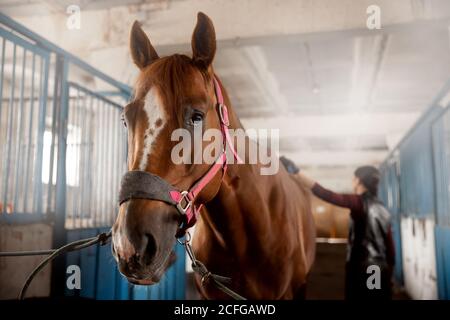 Frau Pflege Bürsten Pferd aus und bereitet sich nach der Fahrt in Stall Stockfoto