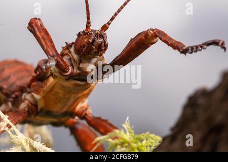 Eine Nahaufnahme eines riesigen Spiney-Sticks Insekt (Eurycantha calcarata) Stockfoto