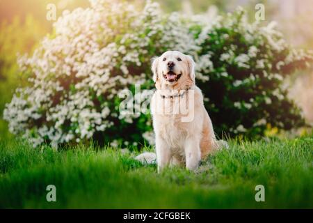 Aktiv, Lächeln und fröhlicher pürebrter Labrador Retriever Hund im Freien im Graspark am sonnigen Sommertag Stockfoto