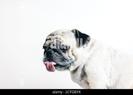Lustige liebenswert Pedigreed Pug Hund mit Zunge draußen sitzen gegen Weißer Hintergrund Stockfoto