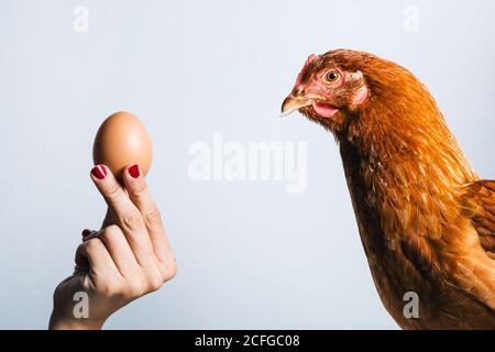 Crop anonyme Frau mit braunem Ei vor dem roten Huhn auf weißem Hintergrund Stockfoto