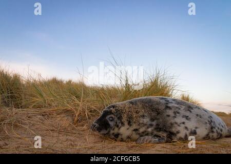 Der unfleckige Robbenhund (Halichoerus grypus) wandert entlang des Pfades in den Dünen bei Horsey Gap, Norfolk Stockfoto