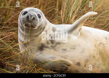 Der junge Robbenjunge (Halichoerus grypus) Rollt in der grasbewachsenen Düne von Horsey Gap herum Stockfoto