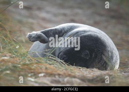 Ein junger grauer Robbenjunge (Halichoerus grypus) Spielt auf dem Weg durch Horsey Dünen an einem Dezembermorgen Stockfoto