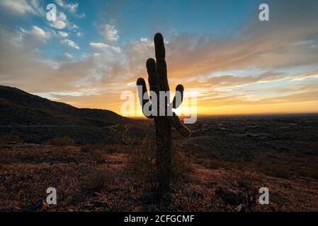 Silhouette eines wachsenden Kaktus im ländlichen Feld über dem bunten Abendhimmel im Griffith Observatory, Kalifornien, USA Stockfoto