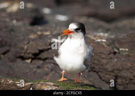 Eine junge Seeschwalbe (Sterna paradiesaea) Wartet auf den Flechten bedeckten Felsen vor der Northumberland Küste Stockfoto