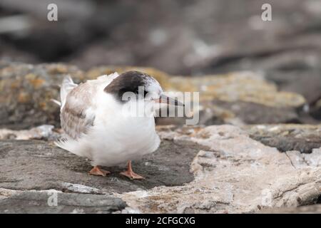 Eine junge Seeschwalbe (Sterna paradiesaea) Wartet auf den Flechten bedeckten Felsen vor der Northumberland Küste Stockfoto