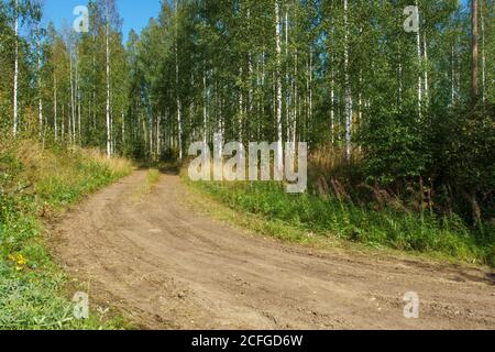 Holzweg durch jungen Birkenwald im Frühling, Finnland Stockfoto
