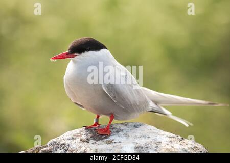 Eine Seeschwalbe (Sterna paradiesaea) Sitzt auf einem Stein warten auf dem Brutplatz von Die Farne-Inseln Stockfoto