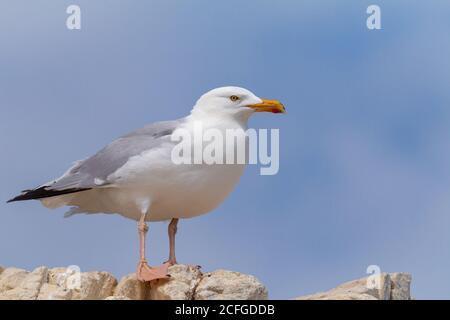 Die Heringsmöwe (Larus argentatus) Sitzt oben auf der Klippe Blick auf die Gegend bereit zu jagen Für die nächste Mahlzeit für seine Jungen Stockfoto