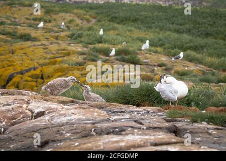 Die Heringsmöwe (Larus argentatus) Familie sitzt um das Nestgebiet auf den Farne Inseln Stockfoto