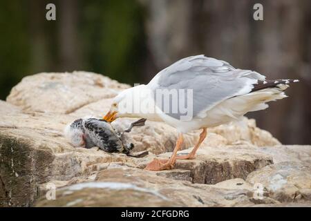 Heringsmöwe (Larus argentatus) Nimmt und tötet ein junges kittiwake Küken (Rissa tridactyla) Aus seinem Nest, bevor es auf der Klippe getötet Stockfoto