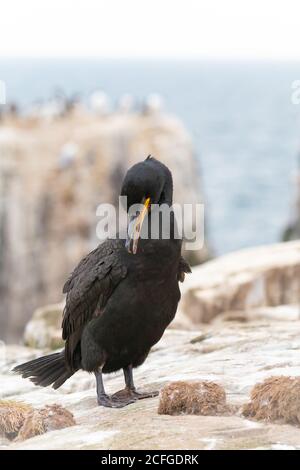 Ein erwachsener Shag (Phalacrocorax aristotelis) Reinigt sich in der Kolonie, bevor es wieder nach draußen geht Meer für mehr Fische für seine Jungen Stockfoto