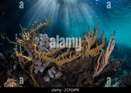 Eine Vielzahl gesunder Schwämme und Korallen gedeihen am Rande eines Mangrovenwaldes in Raja Ampat, Indonesien. Dieses Gebiet birgt eine hohe Artenvielfalt. Stockfoto