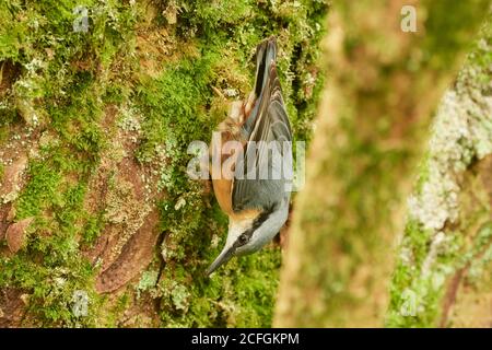 Eurasian Nuthatch, Sitta europaea, in Woodland, West Lothian, Schottland, Großbritannien Stockfoto