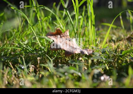 Trockenes Eichenblatt im Sonnenlicht auf grünem Gras Stockfoto