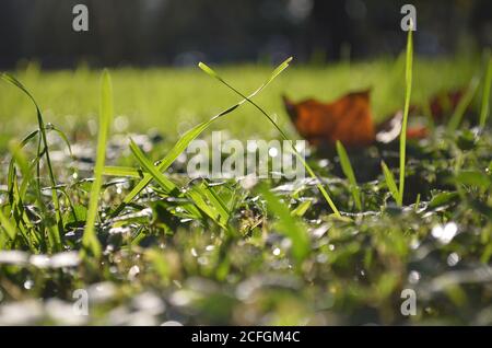 Grünes Gras im Sonnenlicht vor einem Hintergrund von verschwommenem Grün Gras und trockenes Ahornblatt Stockfoto