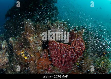 Eine Vielzahl gesunder Korallen und Fische gedeihen auf einem spektakulären Korallenriff in Raja Ampat, Indonesien. Dieses abgelegene Gebiet birgt eine hohe Artenvielfalt. Stockfoto