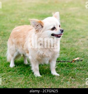 Brown chihuahua sitzt auf dem grünen Gras Stockfoto