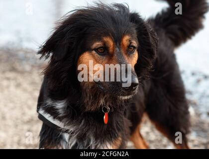 Black Hovawart sitzt am Meer Stockfoto